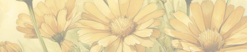 Soft yellow calendula flowers with delicate petals in a gentle, natural arrangement