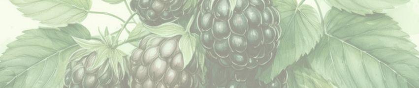 Botanical illustration of blackberry clusters with green leaves in soft, muted tones
