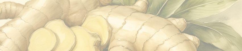 Fresh ginger root pieces with sliced rounds showing pale yellow interior flesh