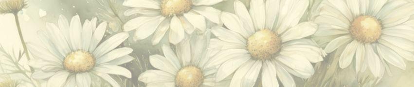 White chamomile flowers with yellow centers in soft, natural lighting for herbal wellness products