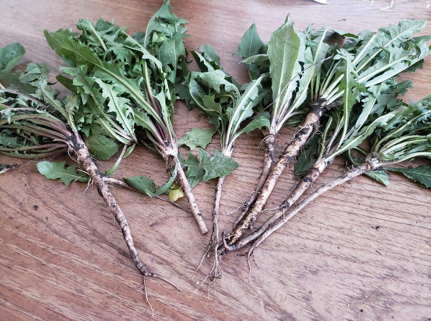 Fresh dandelion plants with roots and leaves arranged on wooden surface for herbal preparation