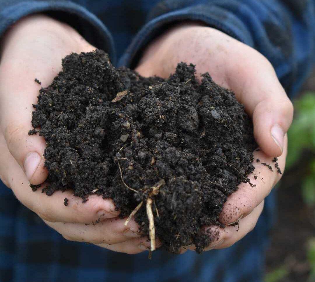 Cupped hands holding rich, dark compost soil with visible organic matter and plant roots