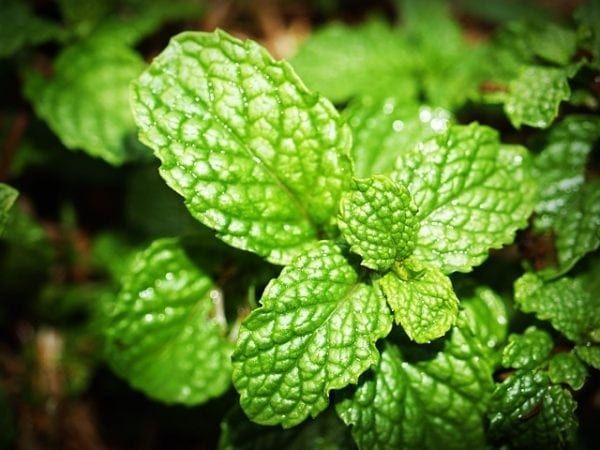 earthleys herbal-clubs-month-9-lesson-103711