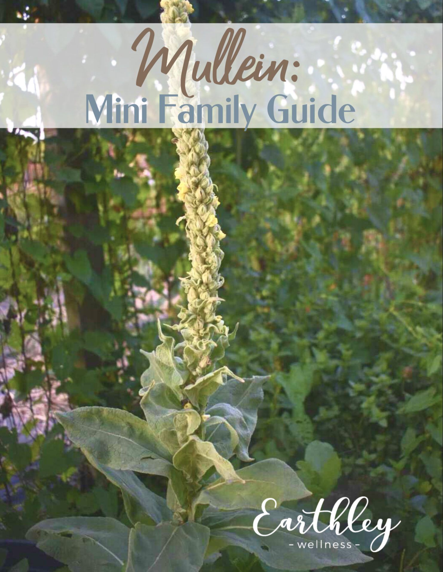 mullein mini-family-activity-guide-pdf-669707