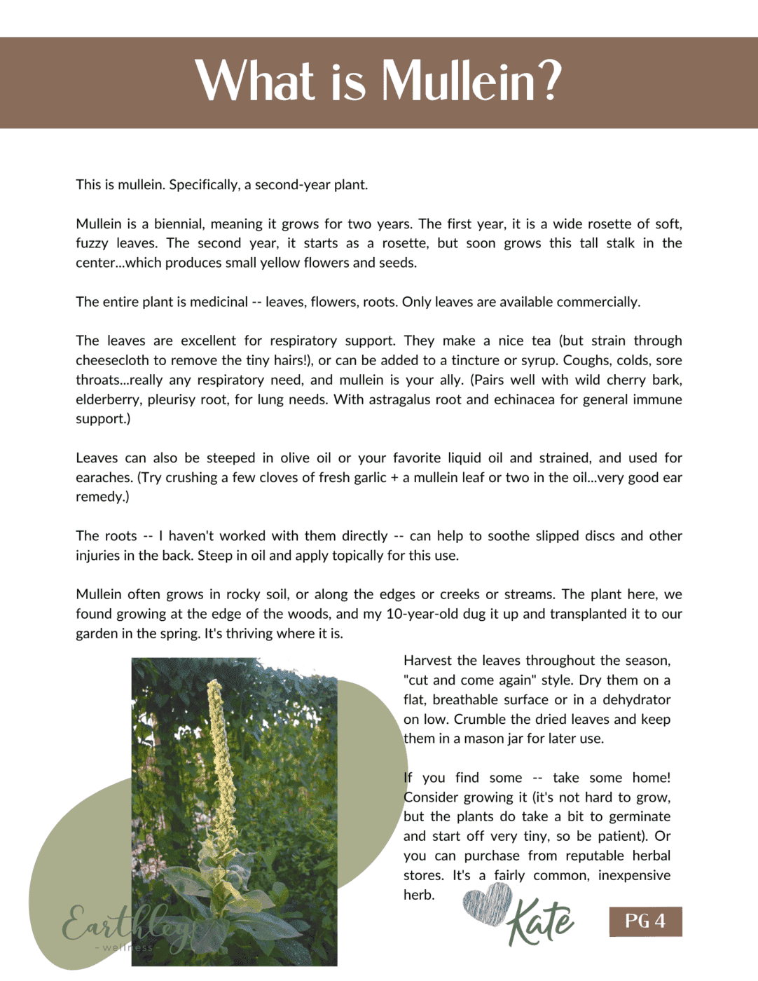 mullein mini-family-activity-guide-pdf-669707