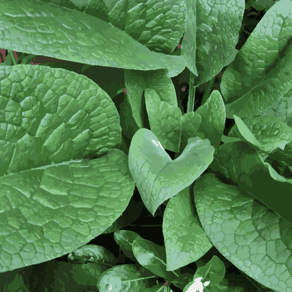 Comfrey Leaf Powder - Tame The Spirit