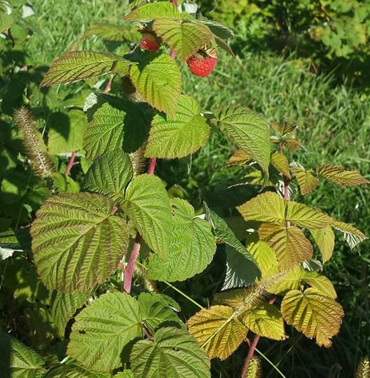 raspberry leaves