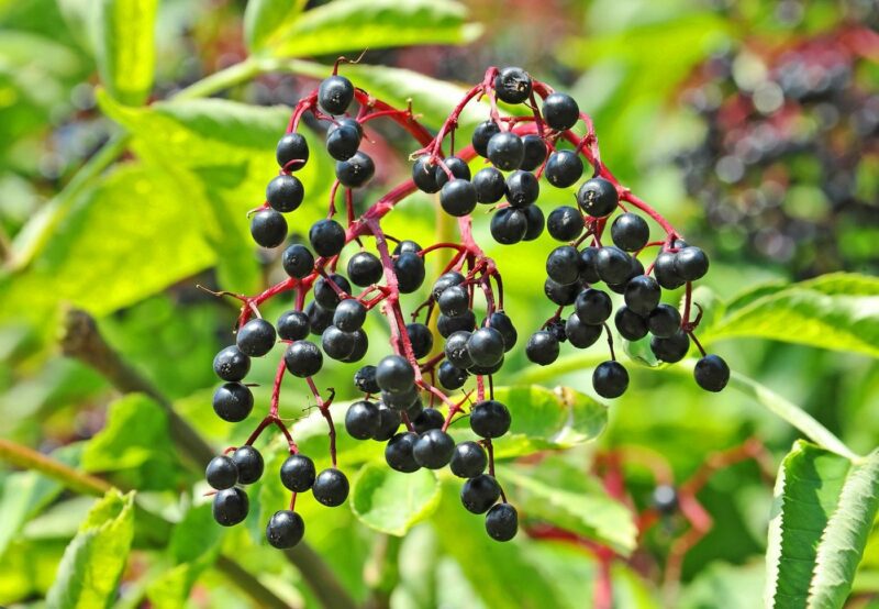 Some ripe elderberry on branch against the leaves