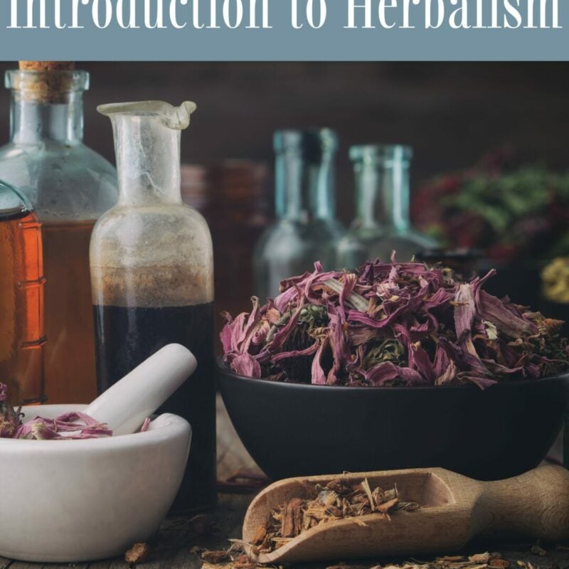 Intro to herbalism COVER
