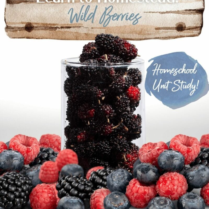 Learn to Homestead Wild Berries